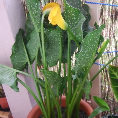 Zantedeschia elliottiana