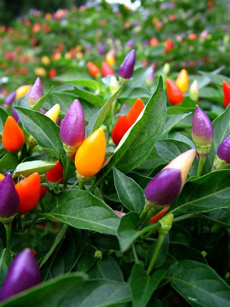Ornamental Pepper Planting - Tips For Growing Ornamental Peppers