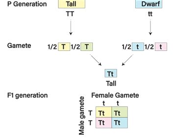 Basic concepts of genetics III — lesson. Science CBSE, Class 10.