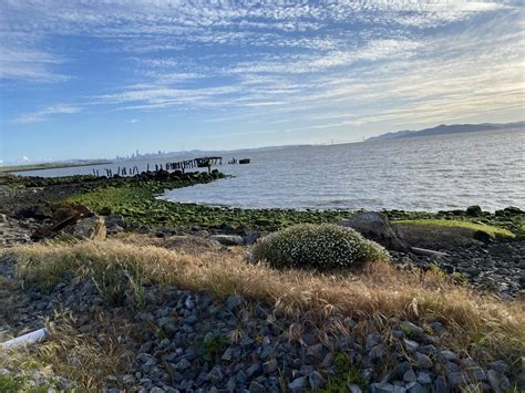 Home - Citizens for East Shore Parks - Preserving the East Bay Shoreline