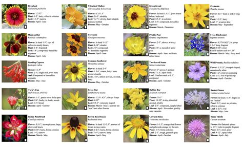 2024 Wildflower Guide — Friends Of Government Canyon