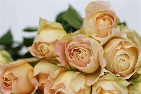 Caramel Antique Garden Roses | Fasci Garden