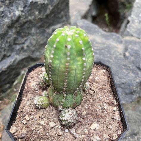 Echinopsis subdenudata Inermis Cactus Plant | myBageecha