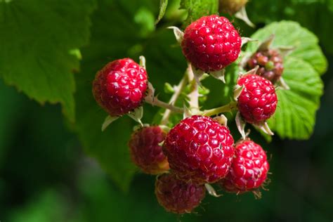 What’s in Season Now: Raspberries