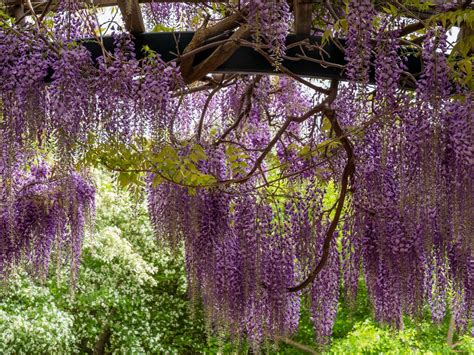 10 Fast Growing Vines