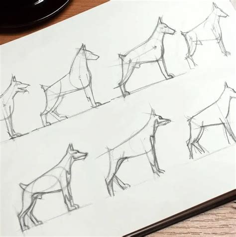 Image result for How to Draw Animals