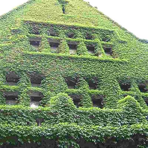 Futaba Green Boston IVY Seeds - 100 Pcs : Amazon.in: Garden & Outdoors
