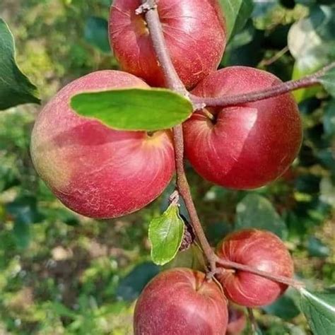 Nursery Live Rare Apple Ber Fruit/Jujube Fruit (" Kashmiri, Grafted ...