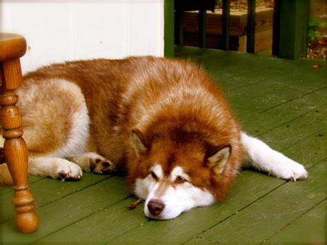 Alaskan Malamute vs Belgian Shepherd Dog (Malinois) - Breed Comparison