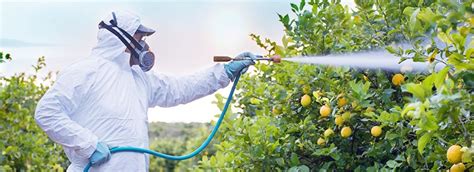 Dragon Fruit Cultivation in India: Farming Tips and Profit Potential ...