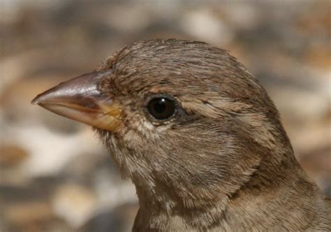 Image result for Paint.NET Chrome Effect