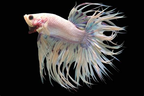 Types Of Betta Fish With Pictures - Free Word Template