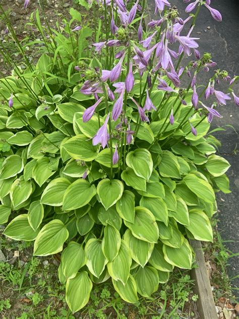Hosta 'Golden Tiara' - PictureThis