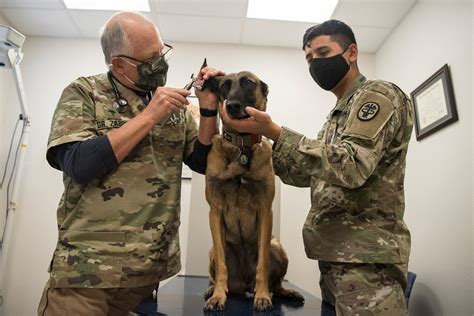 VAFB Welcomes new veterinarian > Nellis Air Force Base > News