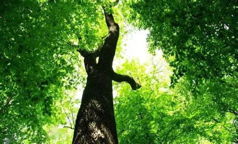 《树的秘密生活》：一份写给大树的情书 _文化_文化_星岛环球网