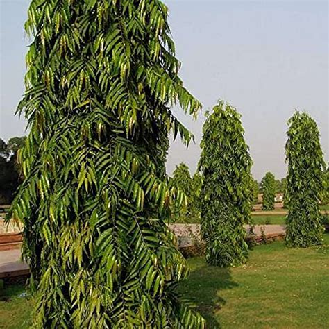 Mphmi Plants Ashoka plant Tree, Pendula Ashok - Plant Garden Live Plant ...