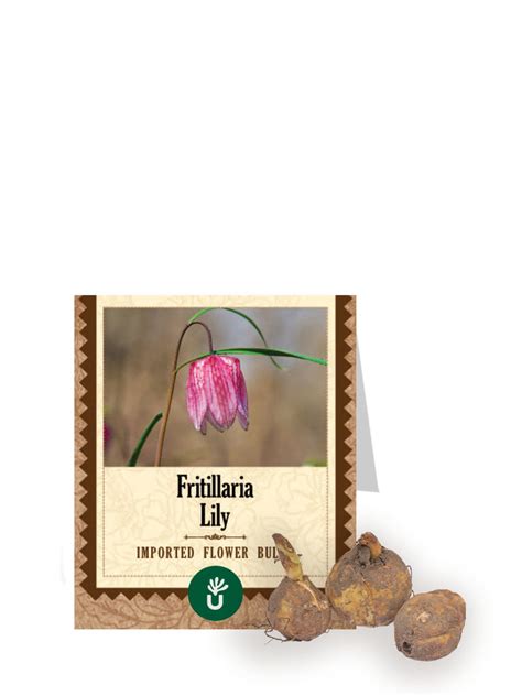 Fritillaria lily Bulbs – Ugaoo