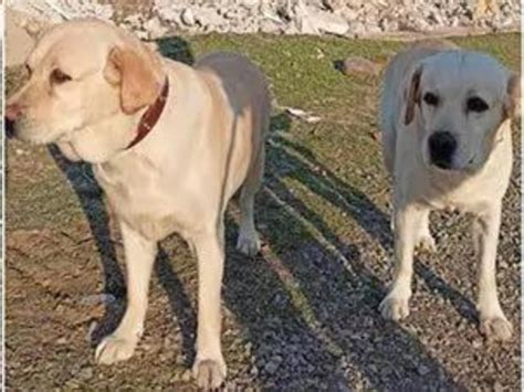Turkey NDRF News: Romeo and Julie, NDRF's furry rescuers, save 6-year ...