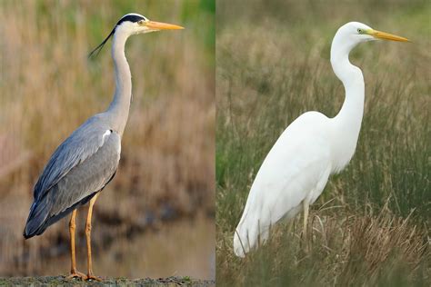 White Heron Like Birds Birdwatching In Malta Great White Egret