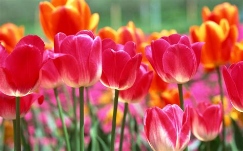 Spring Tulips Wallpaper - WallpaperSafari