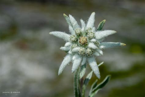 Edelweiss Flower Meaning | Best Flower Site