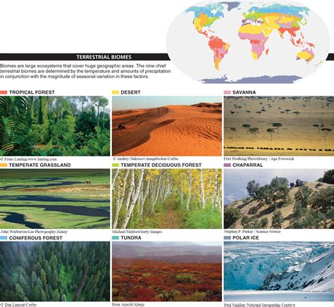 Types Of Terrestrial Ecosystems Terretrial Ecosystem.pdf