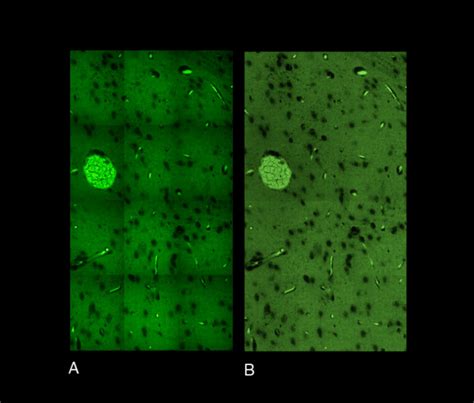 Image result for Microscope Image Processing Software