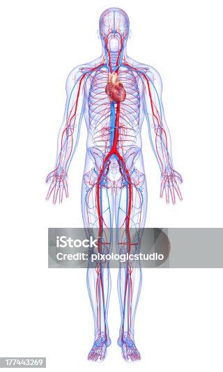 Image result for Circulatory System Diagram without Labels