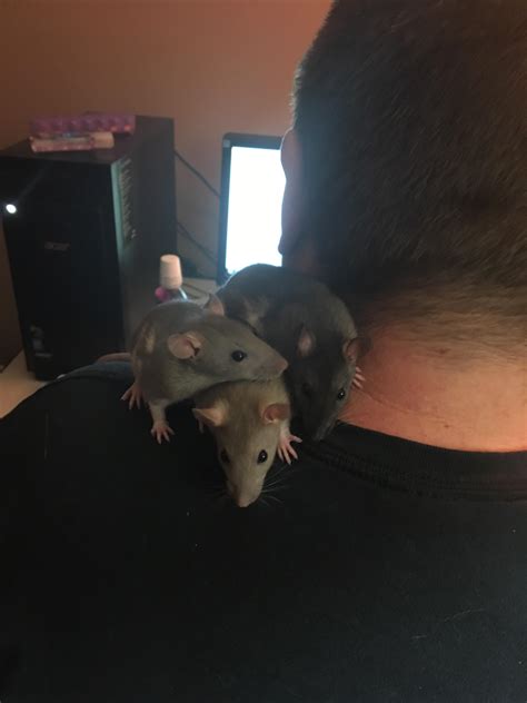 max rat pose 4