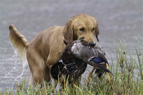 Golden Retriever Hunting Training