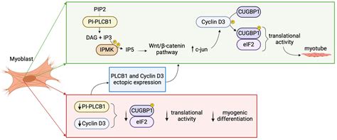 Nuclear Phospholipids and Signaling: An Update of the Story[v1 ...