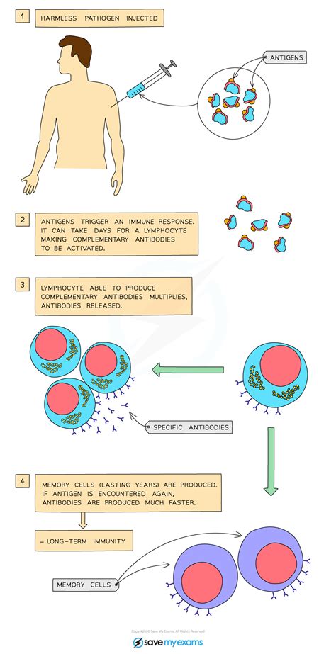 Vaccines Against Disease | OCR GCSE Combined Science A (Gateway) Revision Notes 2016