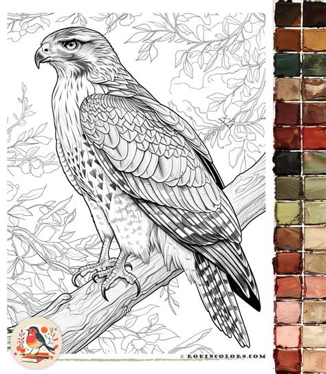 Realistic Birds of Prey Coloring Pages | Robin Colors
