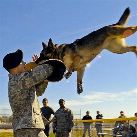Do Navy Seal Teams Use Dogs