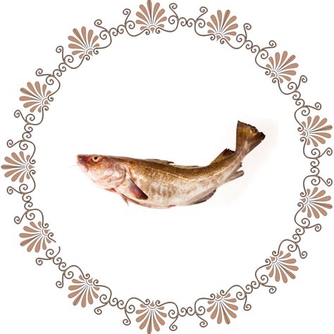 Qifi | Qifi World best Holistic wellness app