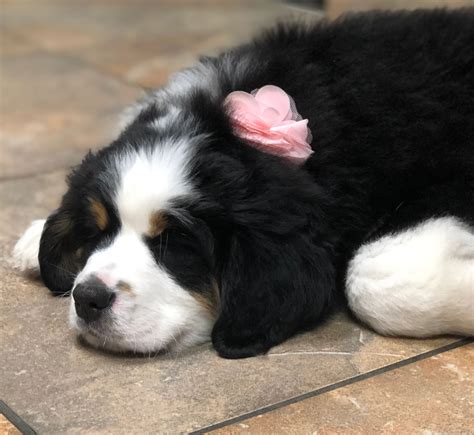 Great Bernese of KC - Puppies, Bernese Mountain Dog, Pyrenees