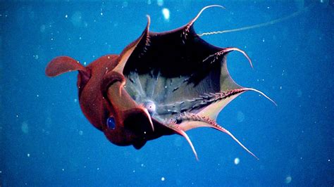 Vampyroteuthis Vampire Squid From Hell Planet Earth