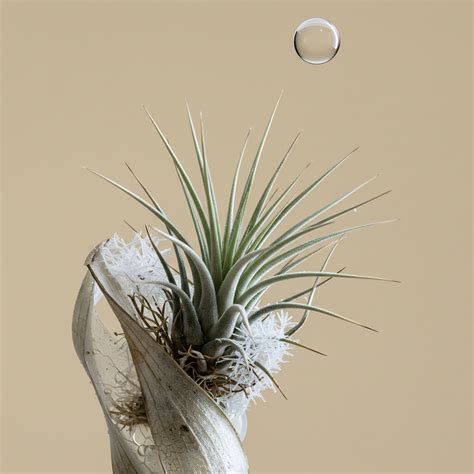 Political Expediency → Term