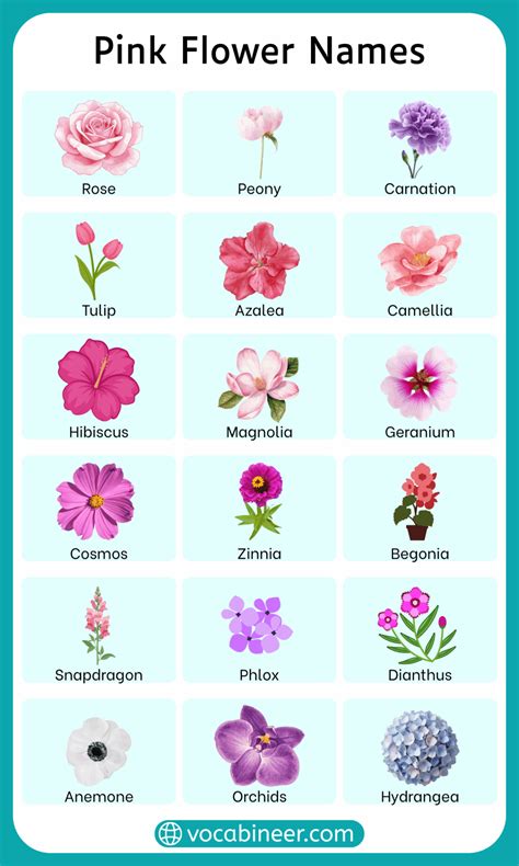 List of Pink Flower Names in English with Pictures