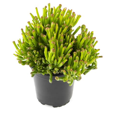 Altman Plants Jade Gollum in 2.5-Quart Pot 0880127 at Lowes.com