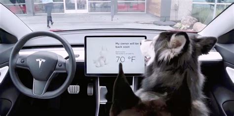 How Do You Turn On Tesla's 'Dog Mode' And 'Sentry Mode'?