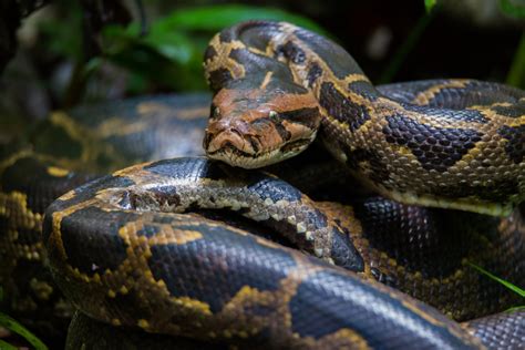 Image result for Python for Data Science Freecodecamp