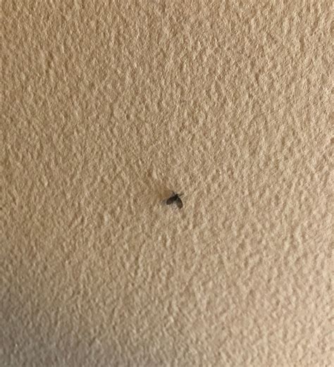 Tiny Flying Insects in the House | ThriftyFun