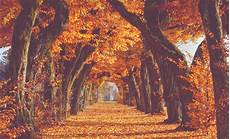 Photography Girly Fall Backgrounds by Image Result For Autumn Background Autumn Scenery Photography Girly Fall Backgrounds