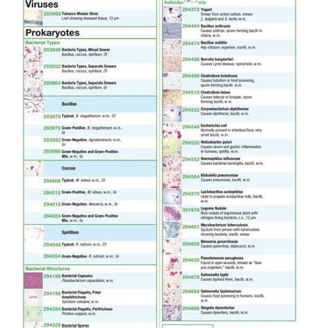 Viruses / Prokaryotes Slides & Sets - Sahara Scientific