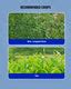 Excel Mera 71 Herbicide | Buy Online Starting Rs 114 | BigHaat | BigHaat