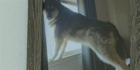 Family’s dog dies after ingesting amphetamines