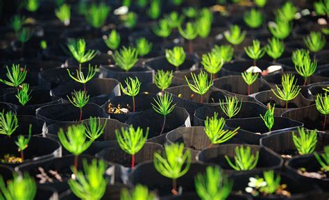 Image result for Tree-Planting Project