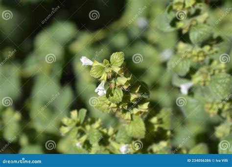 Lemon balm stock photo. Image of flower, mint, green - 234056386