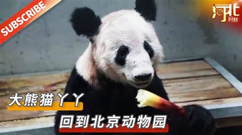 丫丫一到家就被竹子包围了 来源@央视新闻 |【搞笑趣味】#大熊猫 #国宝 #丫丫 - YouTube